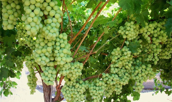 How to Grow Grapes